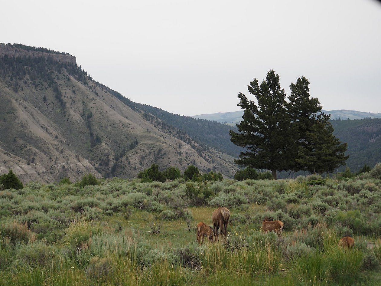 Cow elk and three calves against muted green sagebrush landscape.
