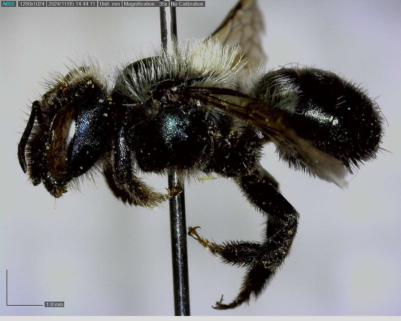 A photograph of a short, heavy metallic blue bee with lighter colored hairs shows a mason bee that can be found overwintering in a cocoon. 