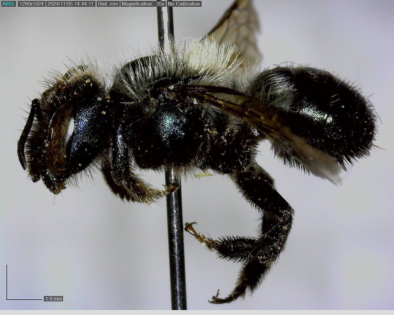 A photograph of a short, heavy metallic blue bee with lighter colored hairs shows a mason bee that can be found overwintering in a cocoon.