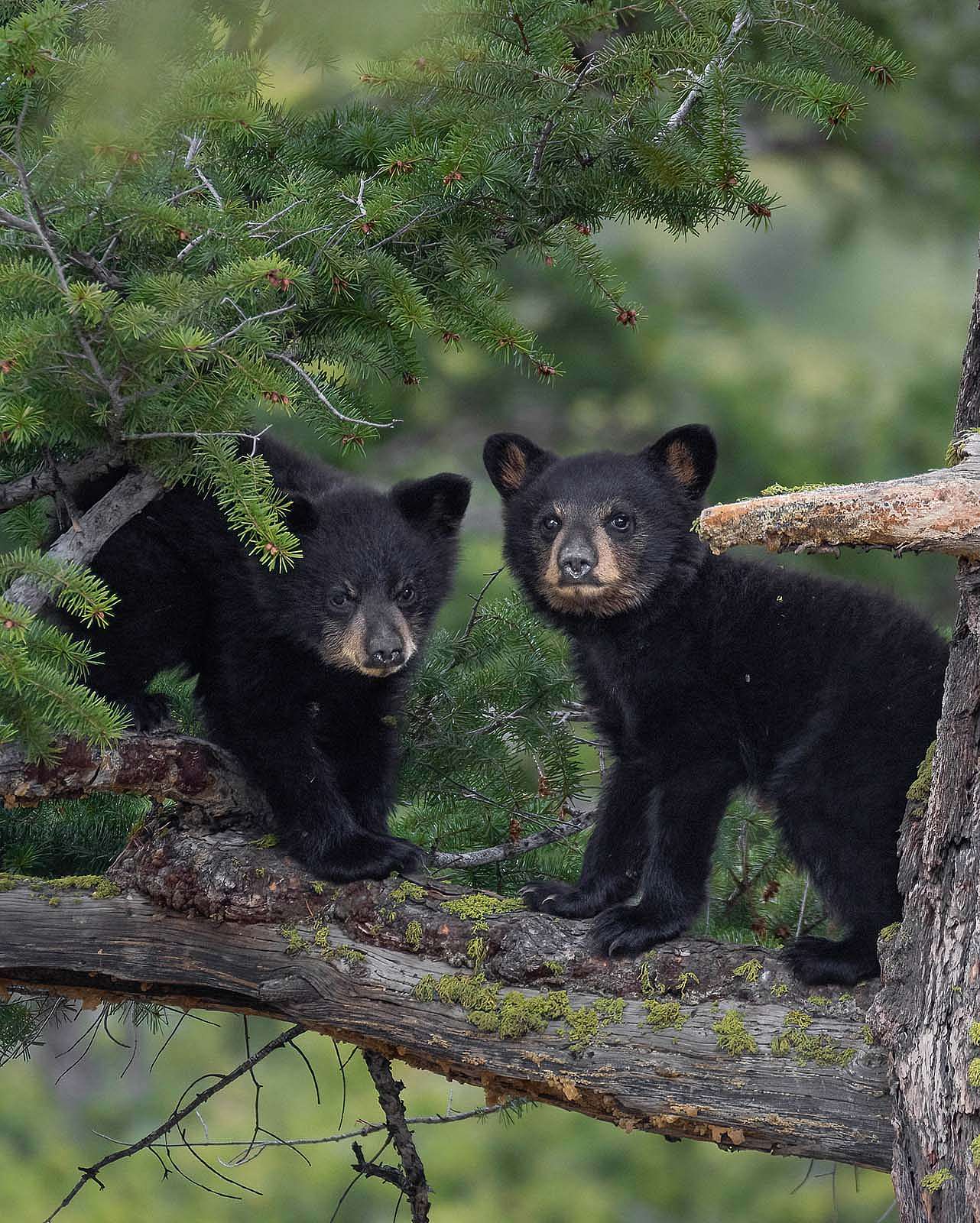 Twin black bear cubs. Julia Cook photo. @julia.littlelightningnature