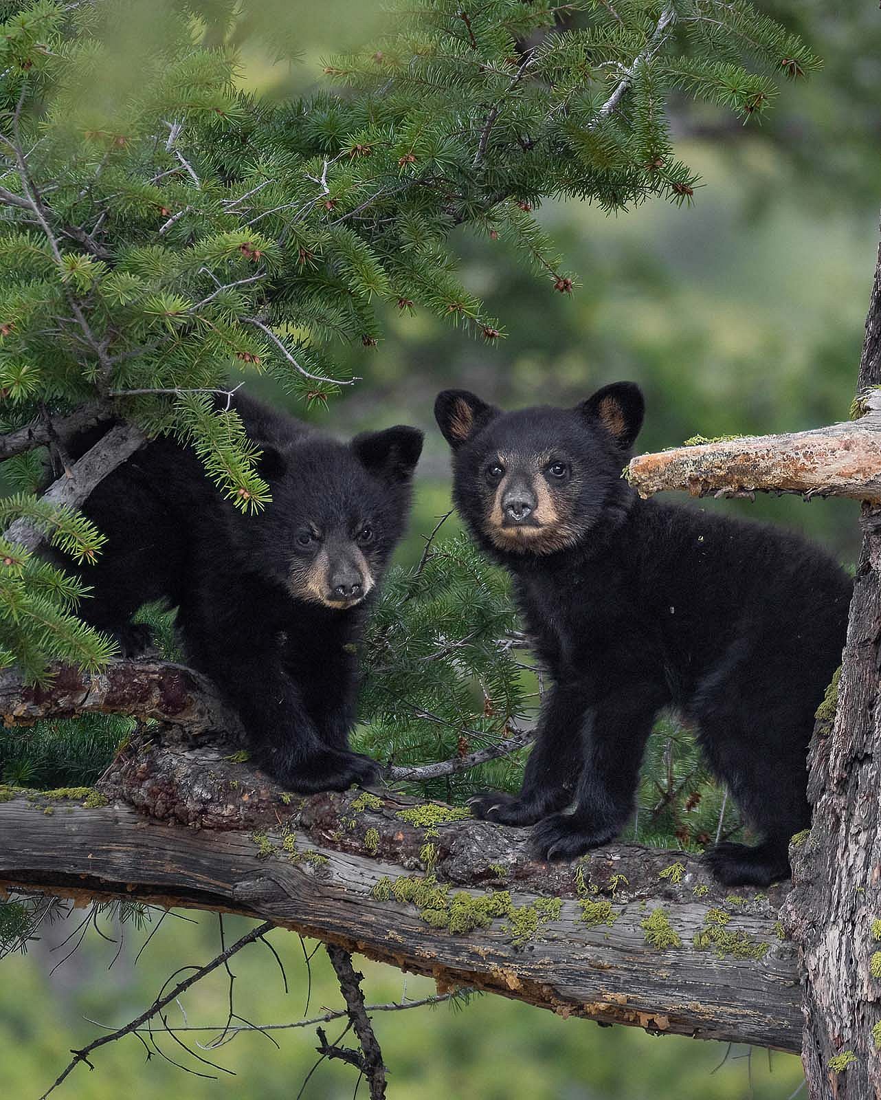 Twin black bear cubs. Julia Cook photo. @julia.littlelightningnature