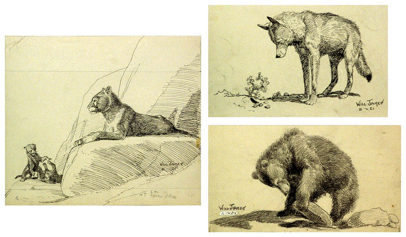 James's work can often be characterized as "simplified with crisp draftsmanship" as in these sketches from Watched by Wild Animals, [Enos A. Mills, New York: Doubleday, Page & Co., 1922; not published]. Cabinet of American illustration. Library of Congress Prints and Photographs Division, Washington, DC 20540 USA. "Looking for Small Favors." 2010716934 / "Coyote, Clown of the Prairies." 2010716932 / "The Mountain Lion." 2010716933