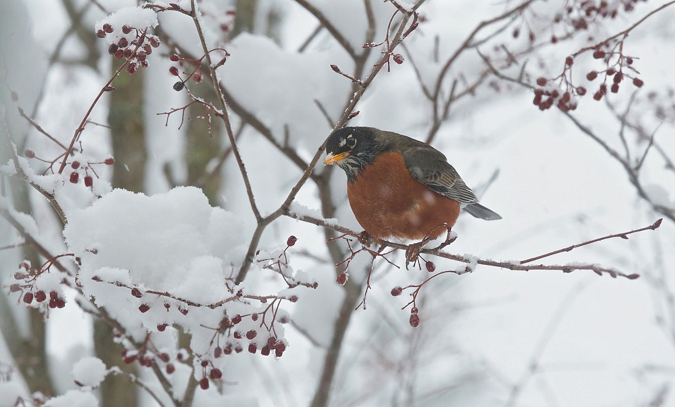 Demonstrates how a woodpecker can be seen on a day it is snowing. 