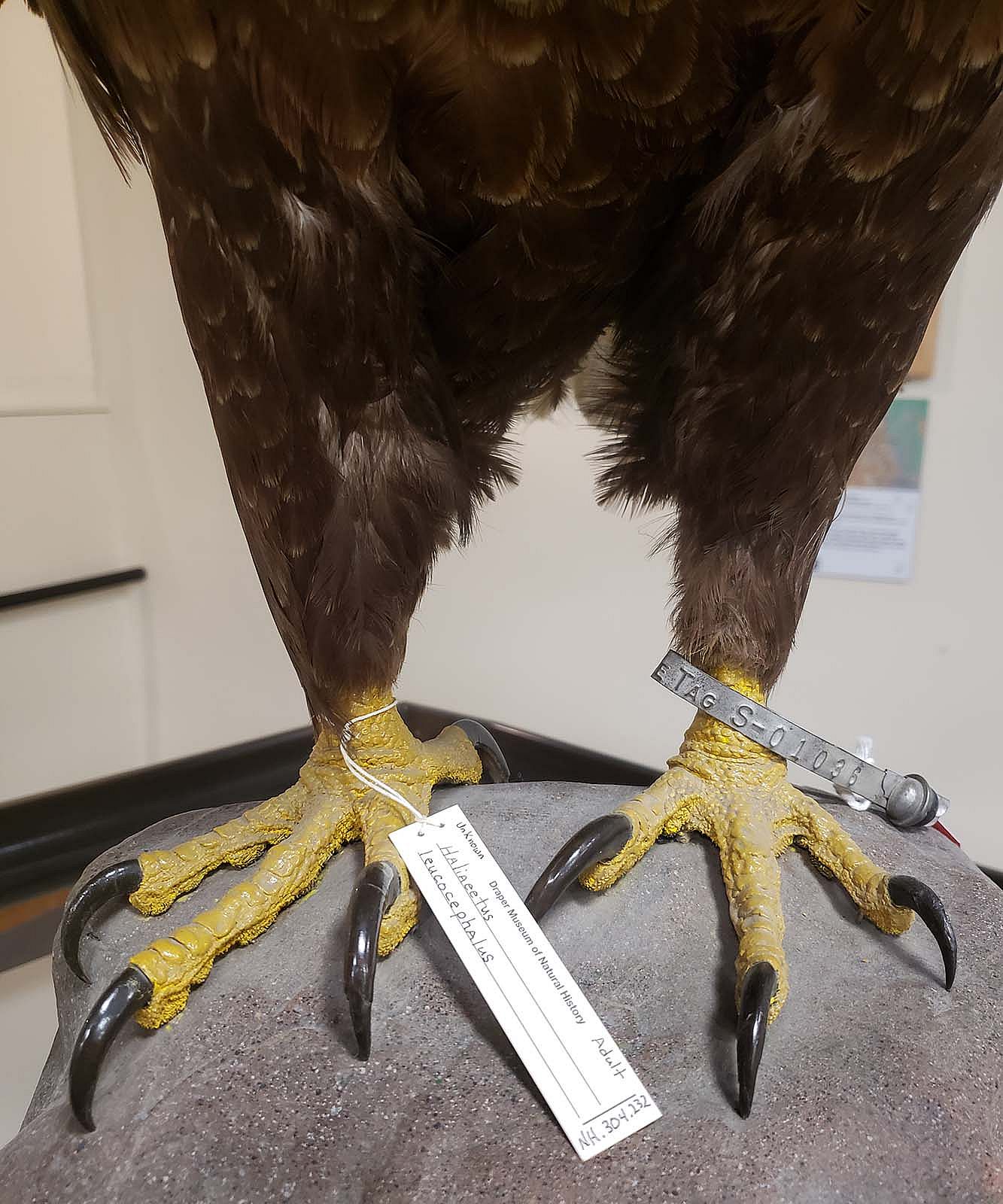 Close up of the legs and talons of a Bald Eagle, showing feathers stopping above the toes.
