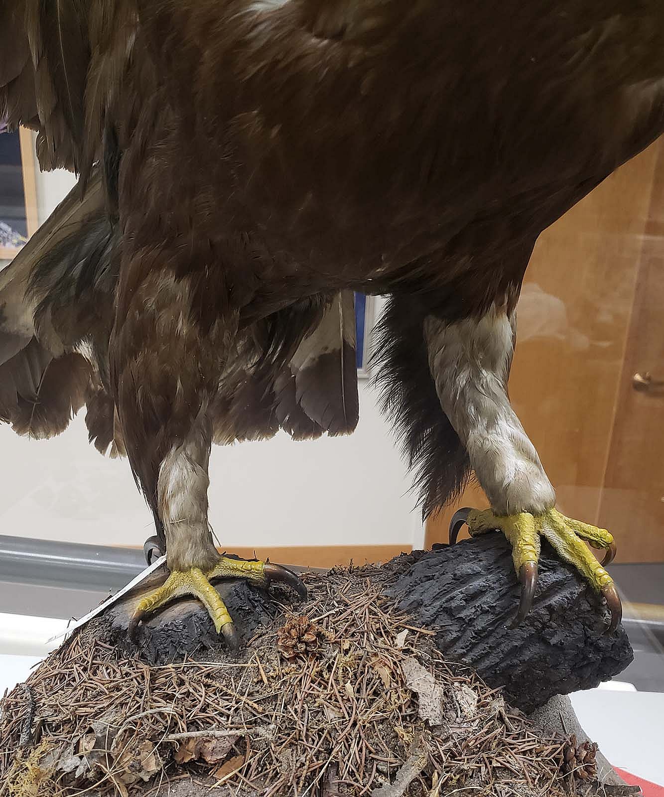 Close up of the legs and talons of a Golden Eagle, showing feathers going all the way down to the start of the toes.