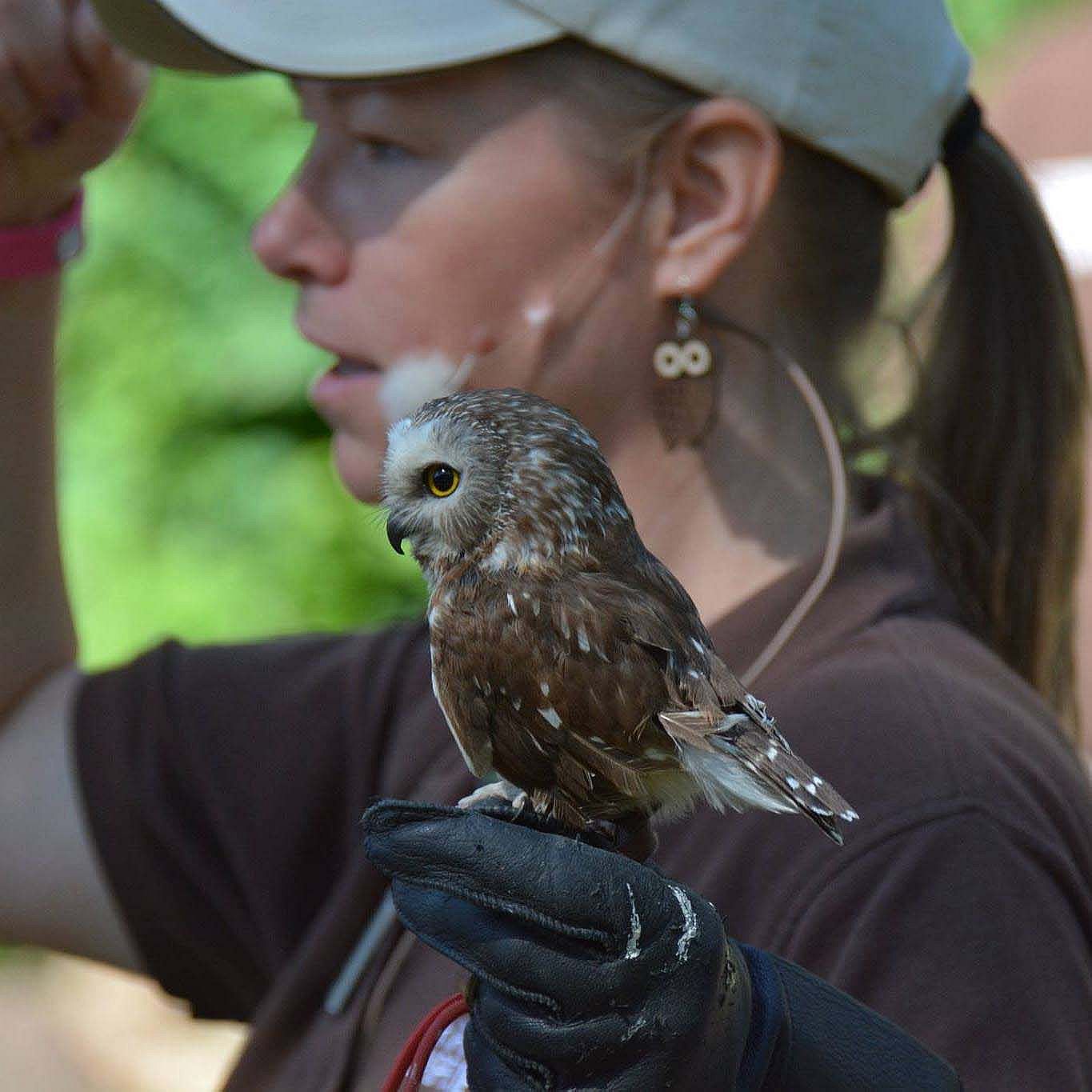 Melissa Hill in brown shirt with cap and headset microphone with saw-whet owl Remington on glove. Rae Ann Garrett photo.