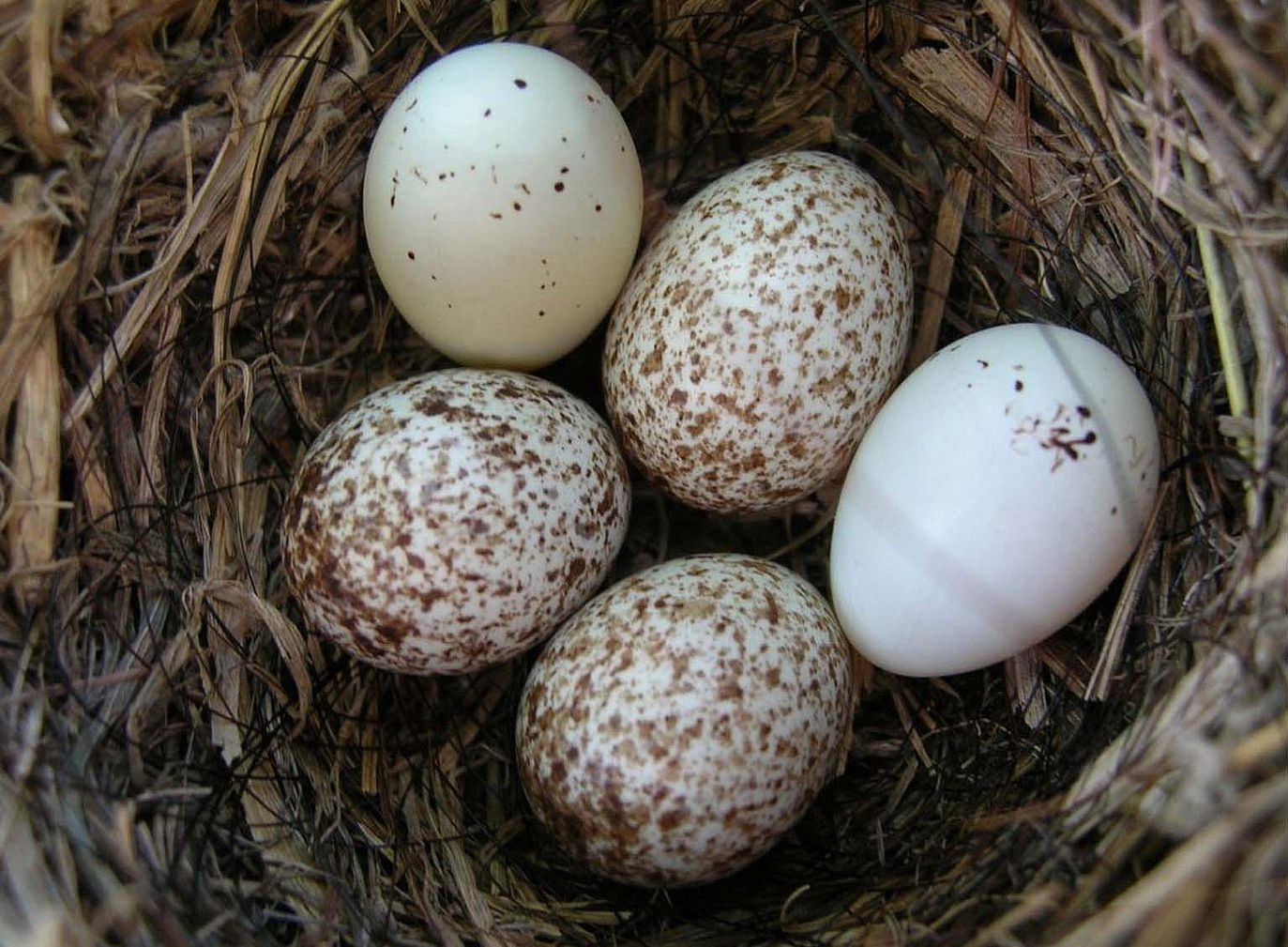House Finch Eggs by Rich Mooney