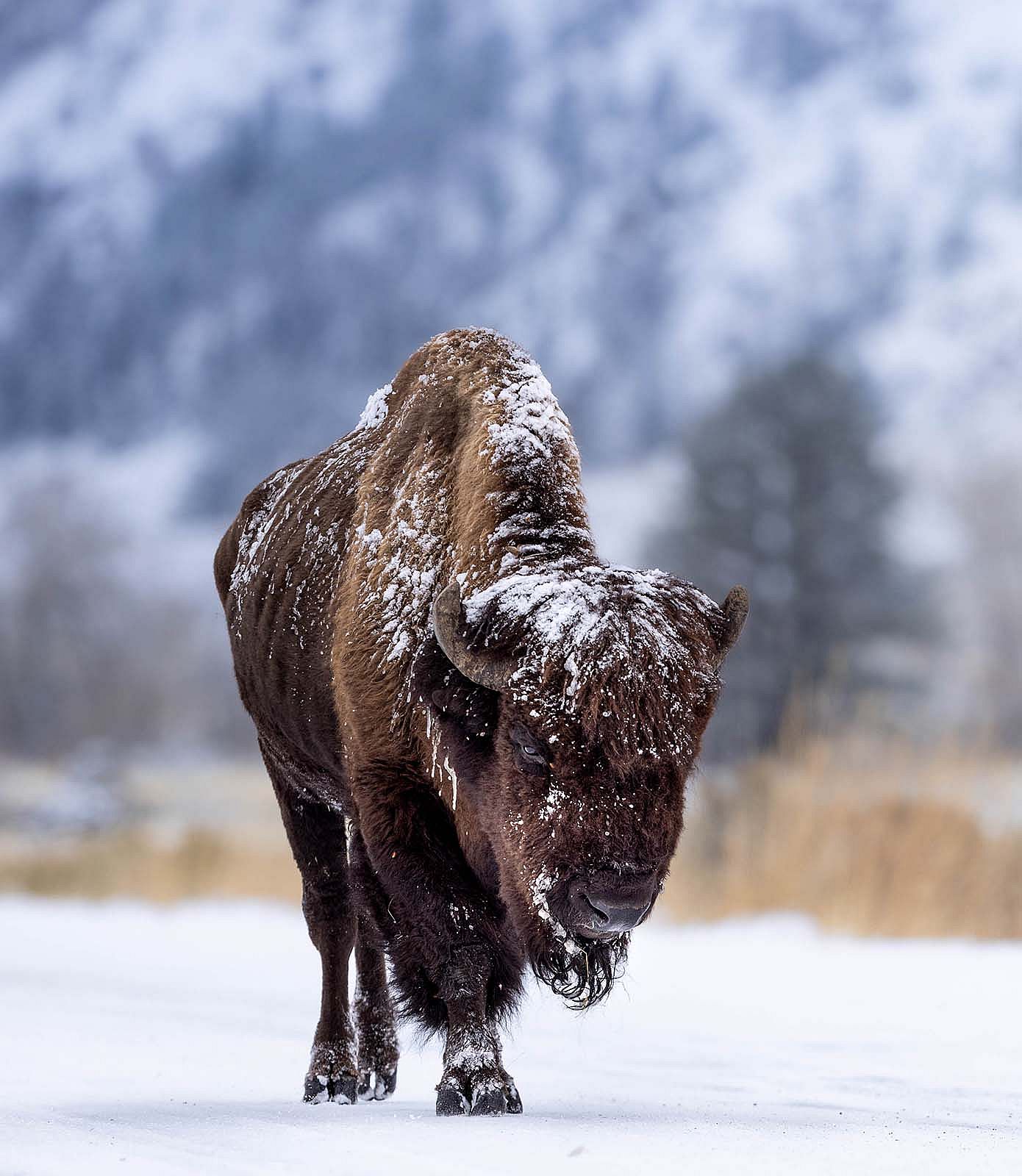 Bison with frost. Julia Cook photo. @julia.littlelightningnature