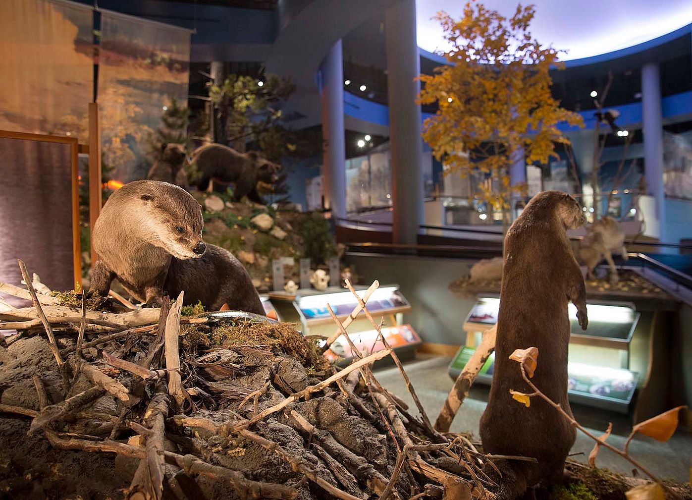 North American River Otter specimens (Lontra canadensis). DRA305.219 and DRA305.229