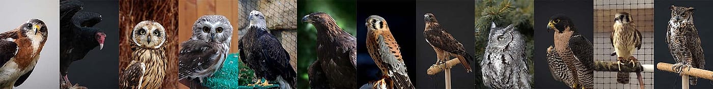 Raptor collage