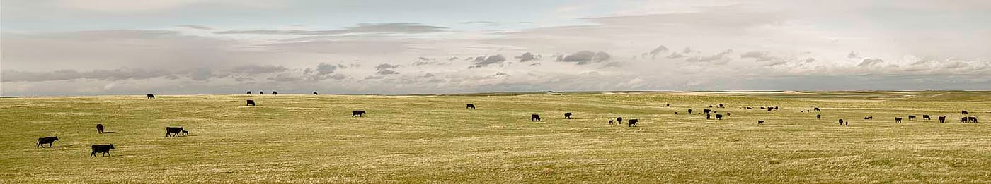 Cows in Laramie County, May 20, 2013. William Sutton photo. (detail)