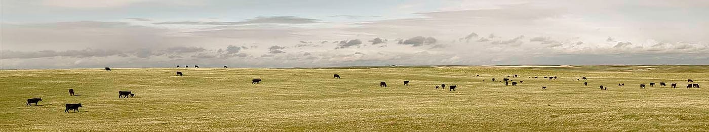 Cows in Laramie County, May 20, 2013. William Sutton photo. (detail)
