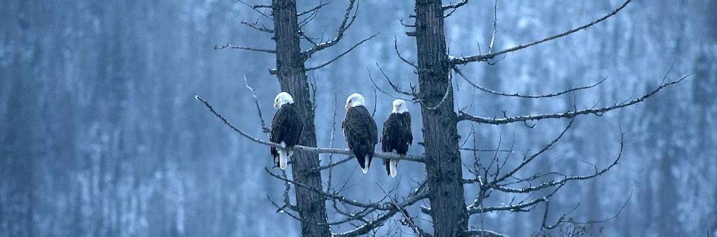 Three bald eagles perched on tree branch. Gabby Barrus Collection. Gift of the Barrus Family, Marj, Mick, Jim and Page Barrus. SL.301.08.311 (detail)