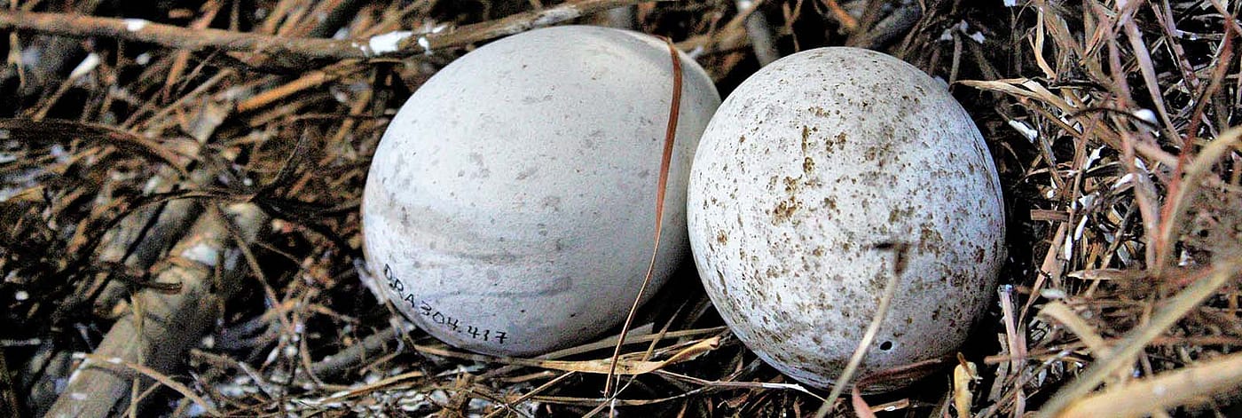 Golden eagle (Aquila chrysaetos) eggs. DRA304.416 and DRA304.417