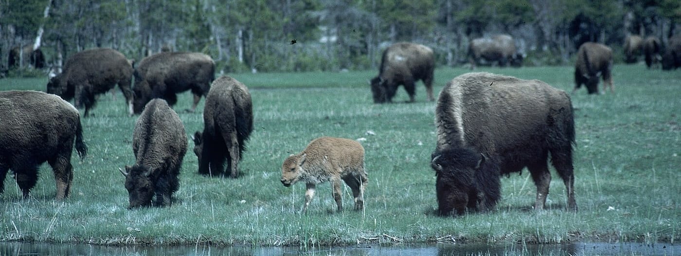 Small bison herd grazing grass by a creek.