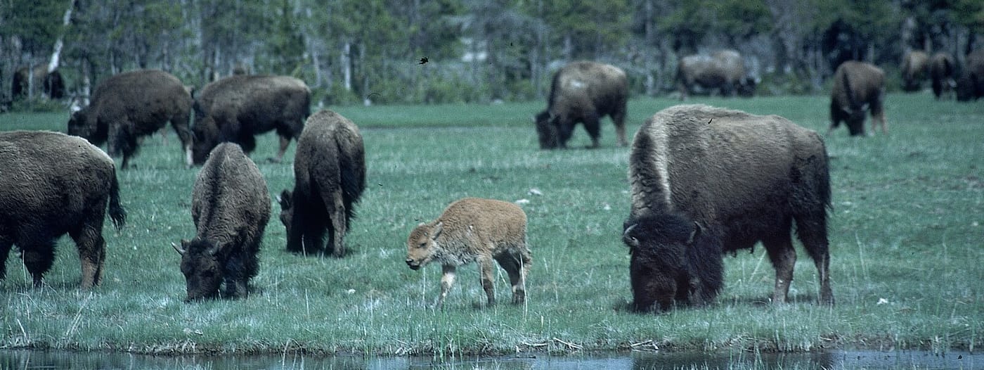 Small bison herd grazing grass by a creek.