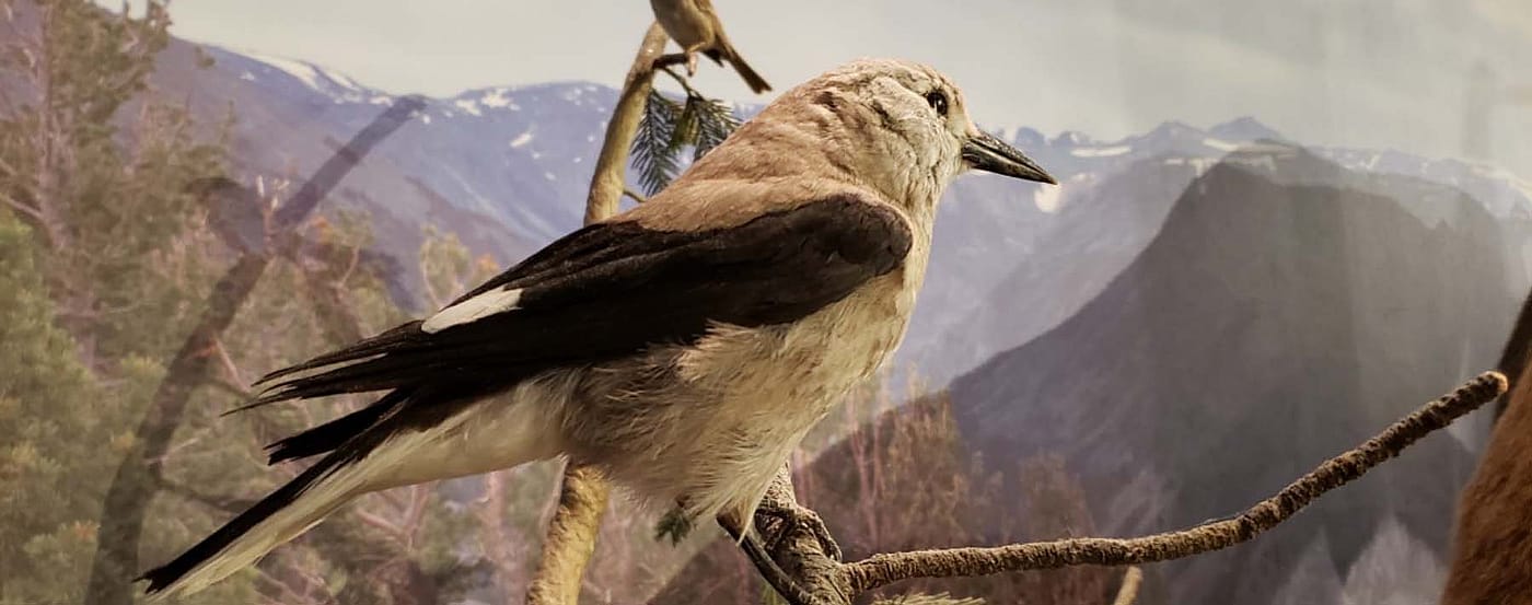 Clark's Nutcracker