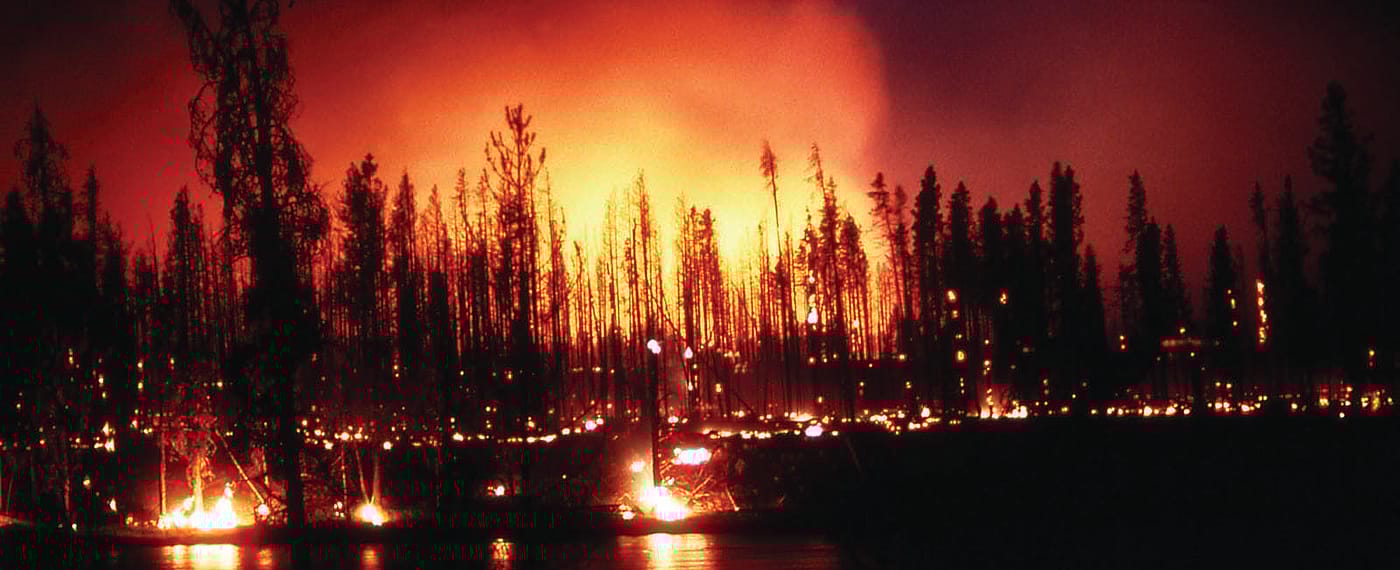 In the summer of 1988, scenes like this ground fire at the Madison River in Yellowstone National Park were alarmingly common. Deanna Marie Dulen, NPS photo. (detail)
