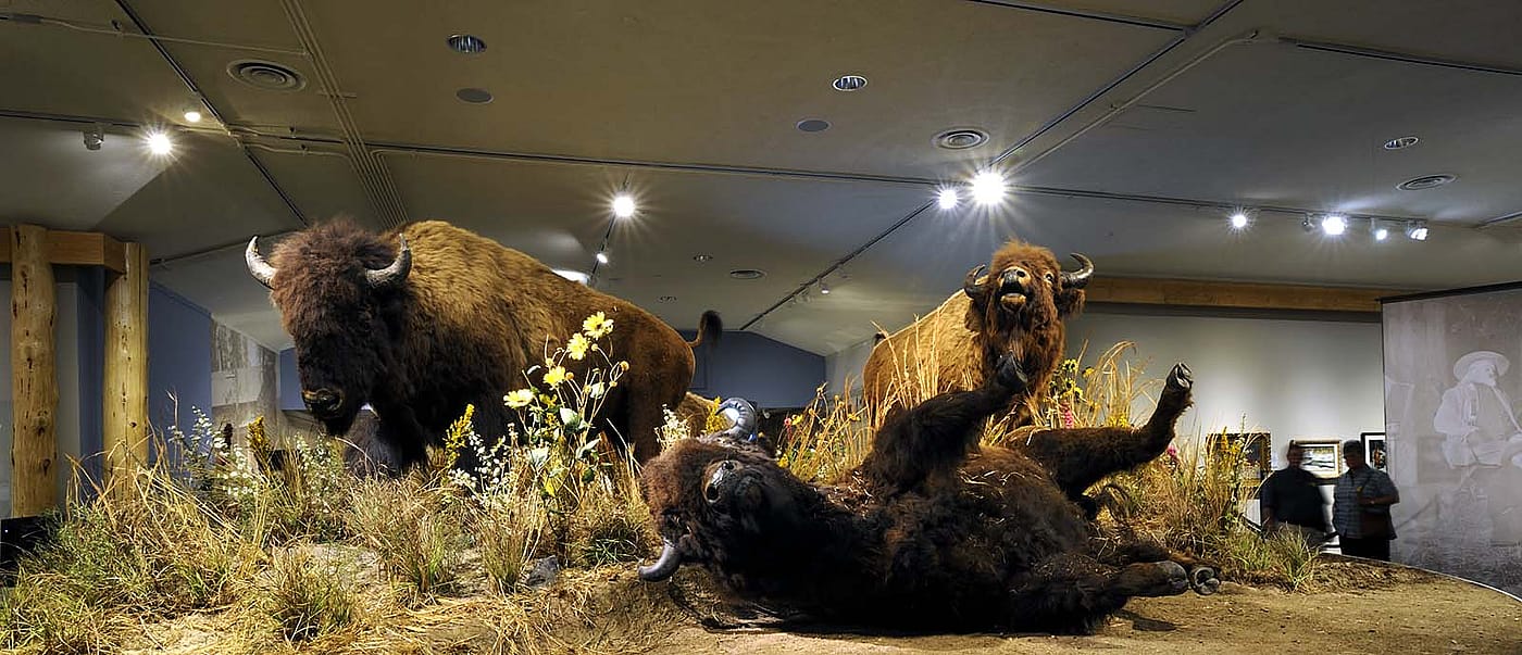 American bison. DRA.305.89
