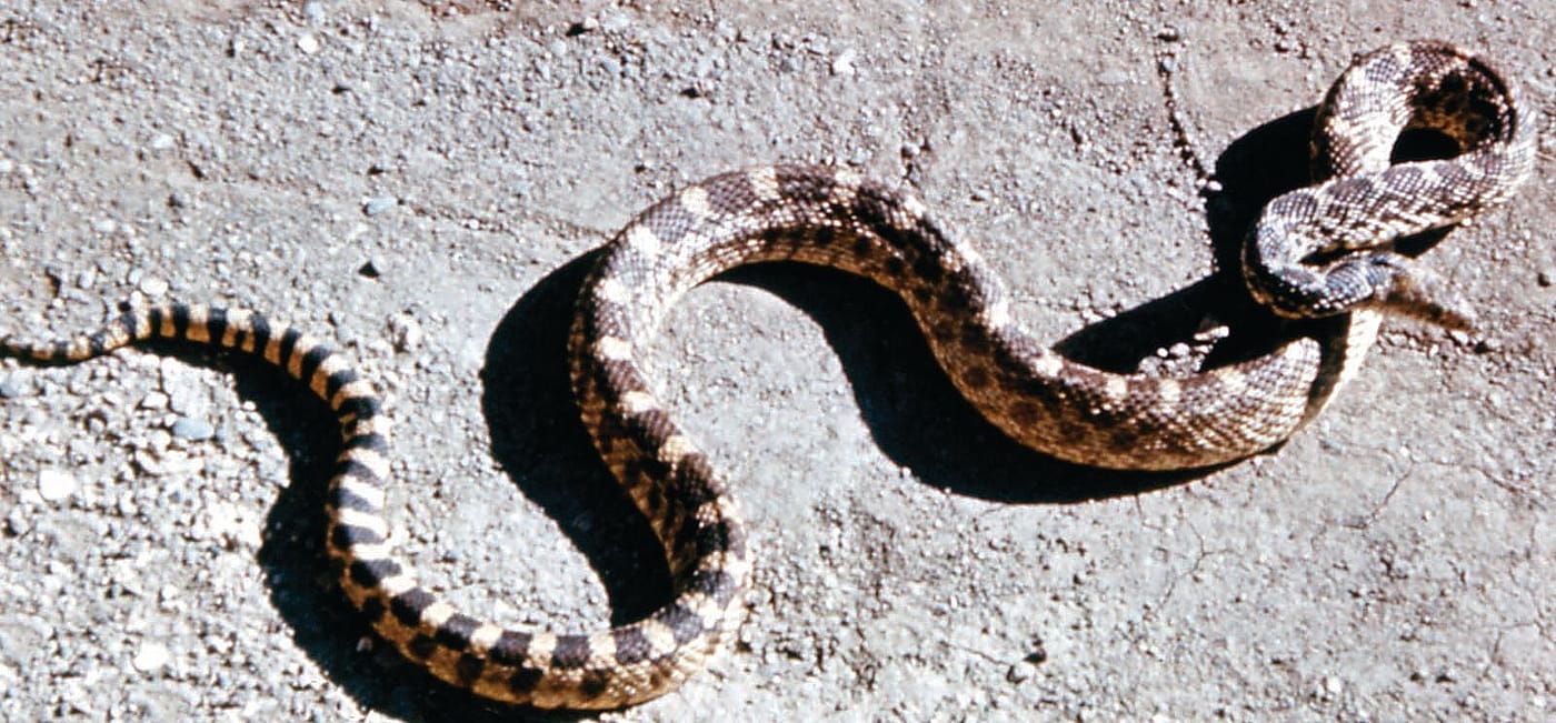 Bull snake. NPS photo.