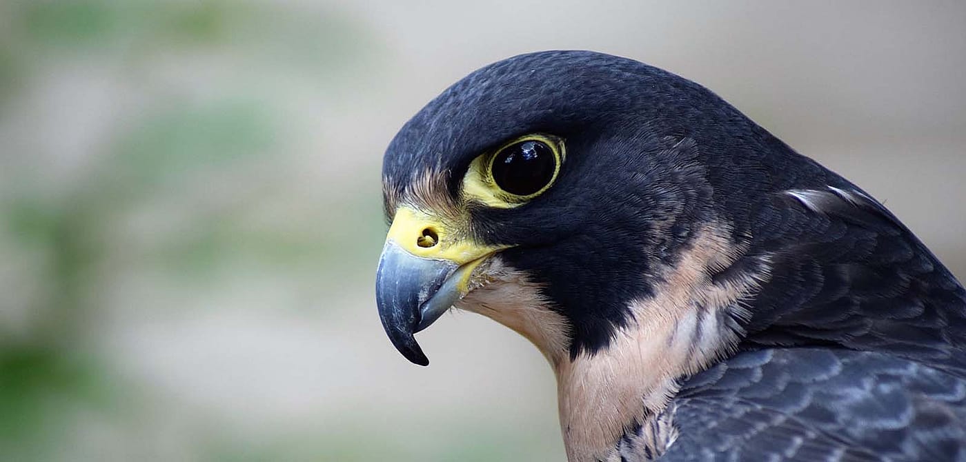 Close-up of a peregrine falcon with vivid yellow beak details and deep black plumage, showcasing sharp eyes and feather textures.