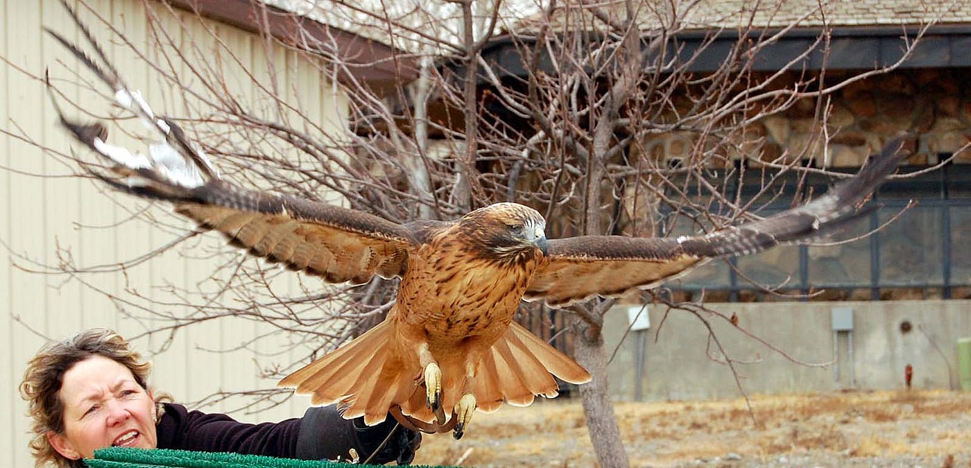 Isham the red-tailed hawk