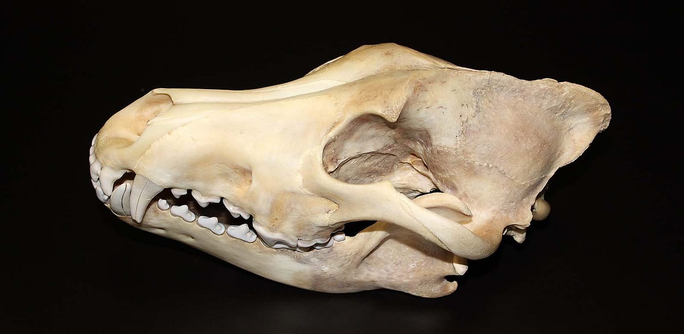 Gray wolf skull. U.S. Fish and Wildlife Service. DRA.305.71