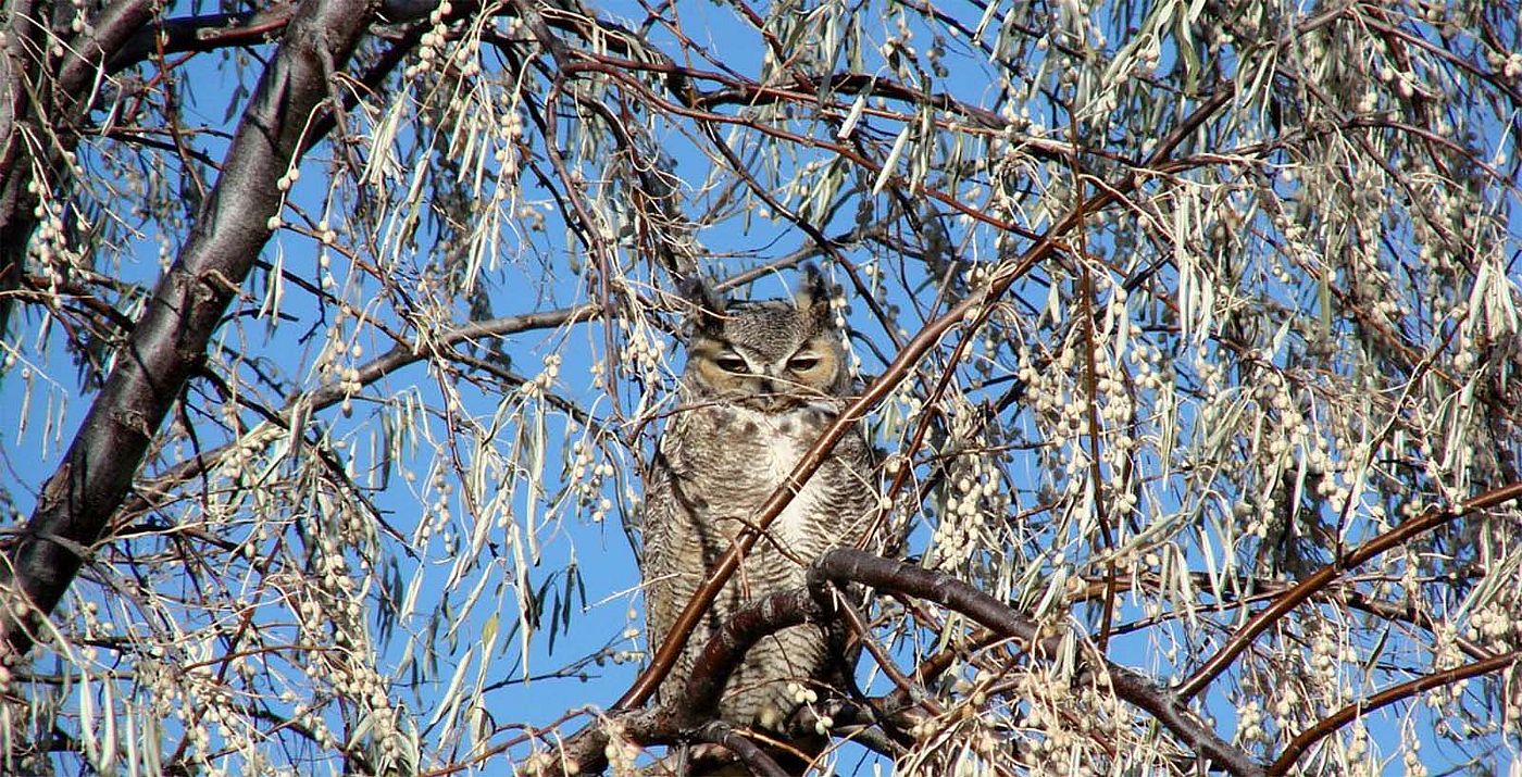 Great-horned Owl in a Russian Olive tree, eyes partially closed