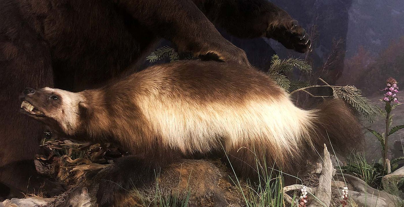 Wolverine specimen. NH.305.142