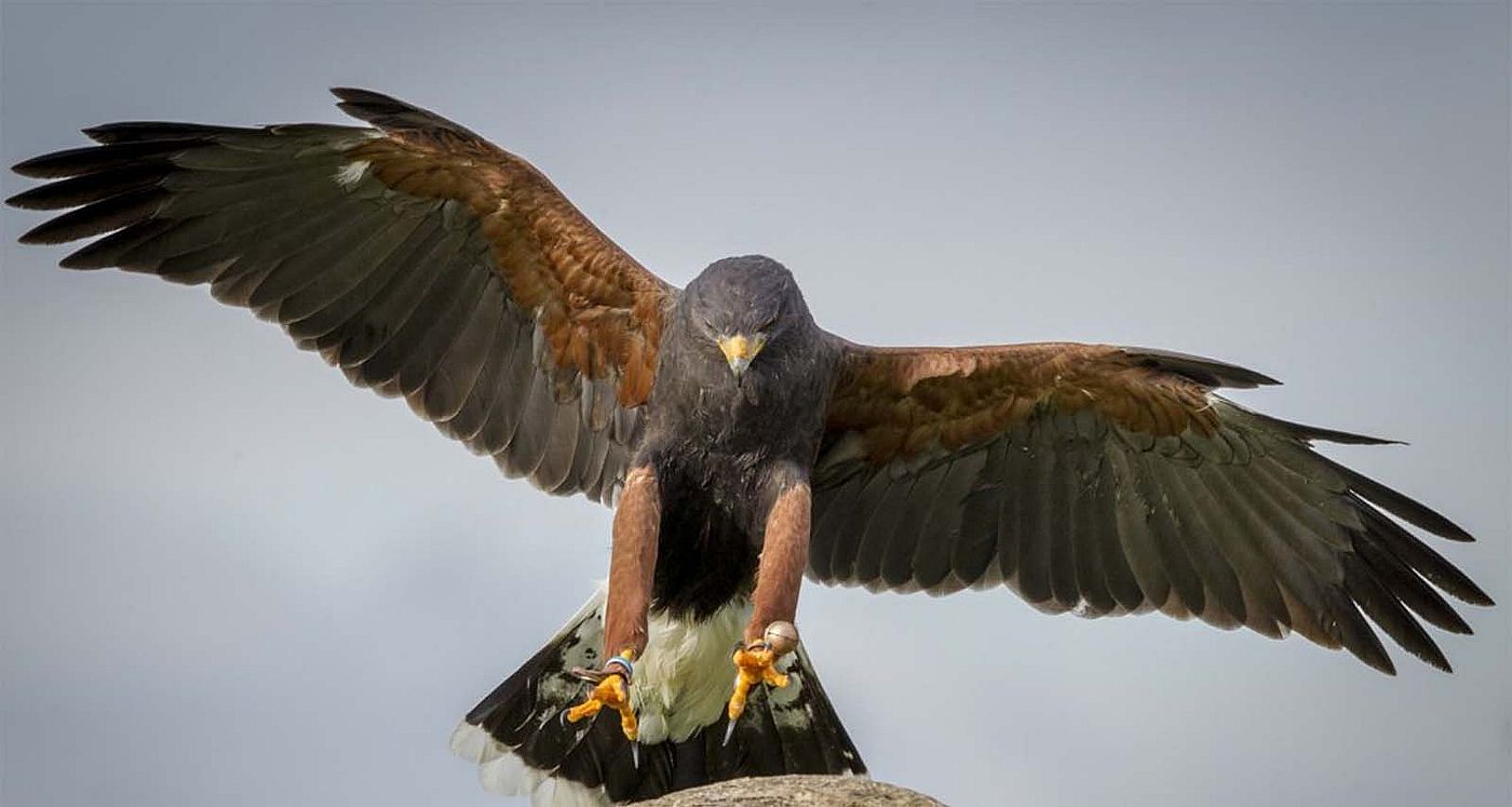 Harris Hawk About to Land On a Branch Perch. Phil Fiddes photo.