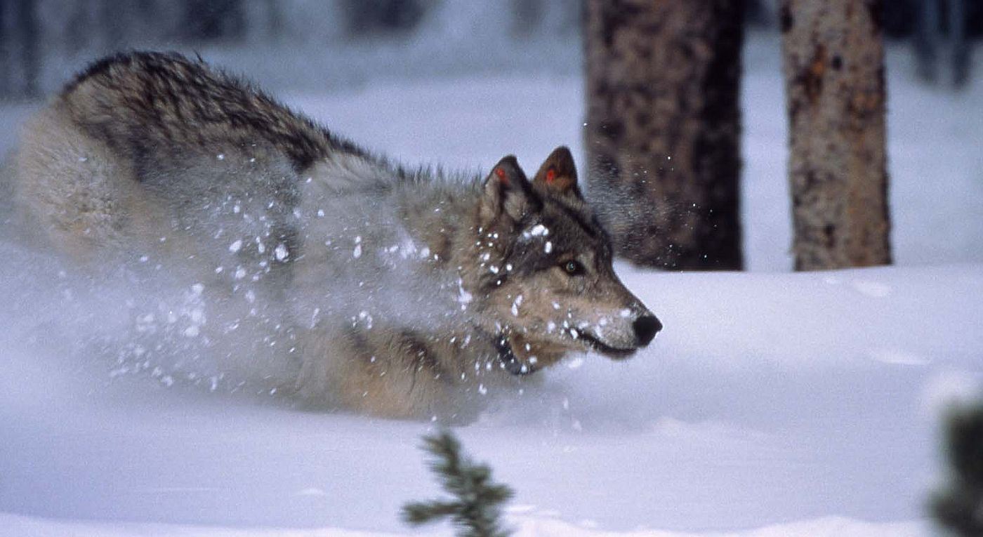 Wolf. NPS photo.