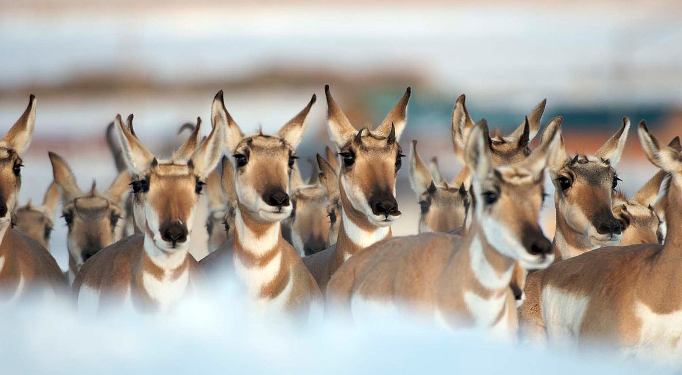 Pronghorn. Joe Riis image from 'Pronghorn Passage.'