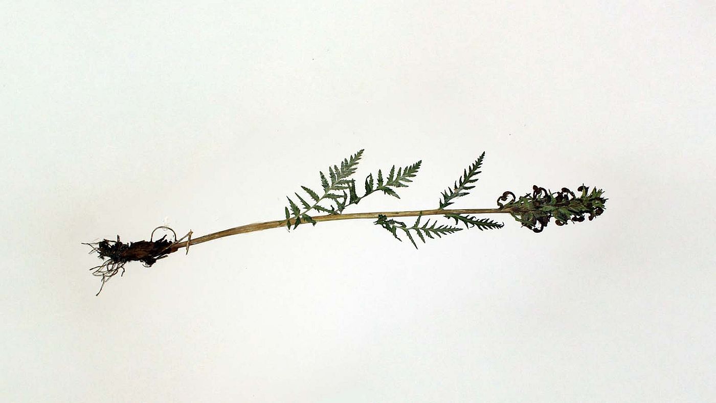 Flora of Wyoming specimen, Pedicularis bracteosa, 1994. DRA.701.2577