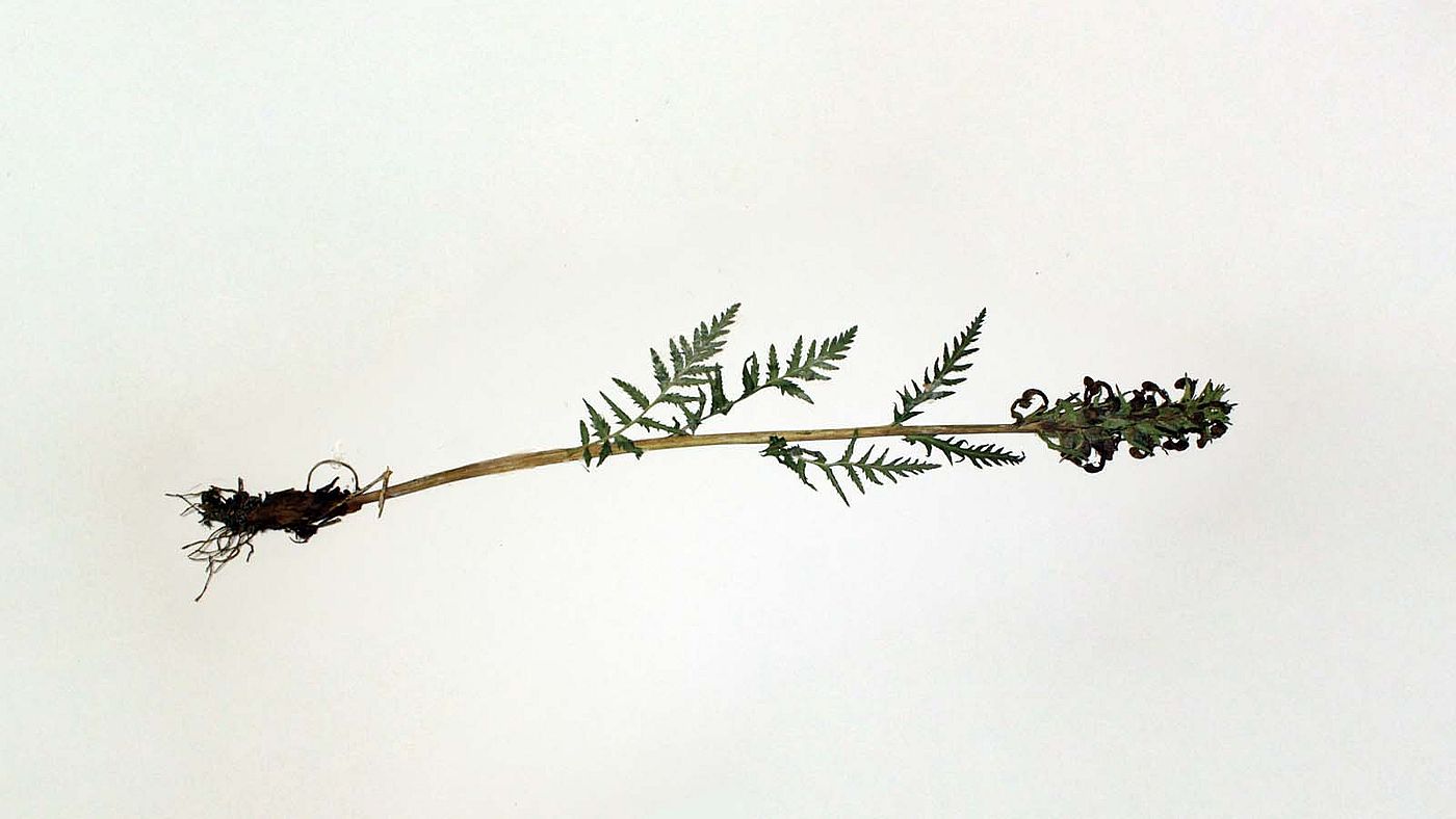 Flora of Wyoming specimen, Pedicularis bracteosa, 1994. DRA.701.2577