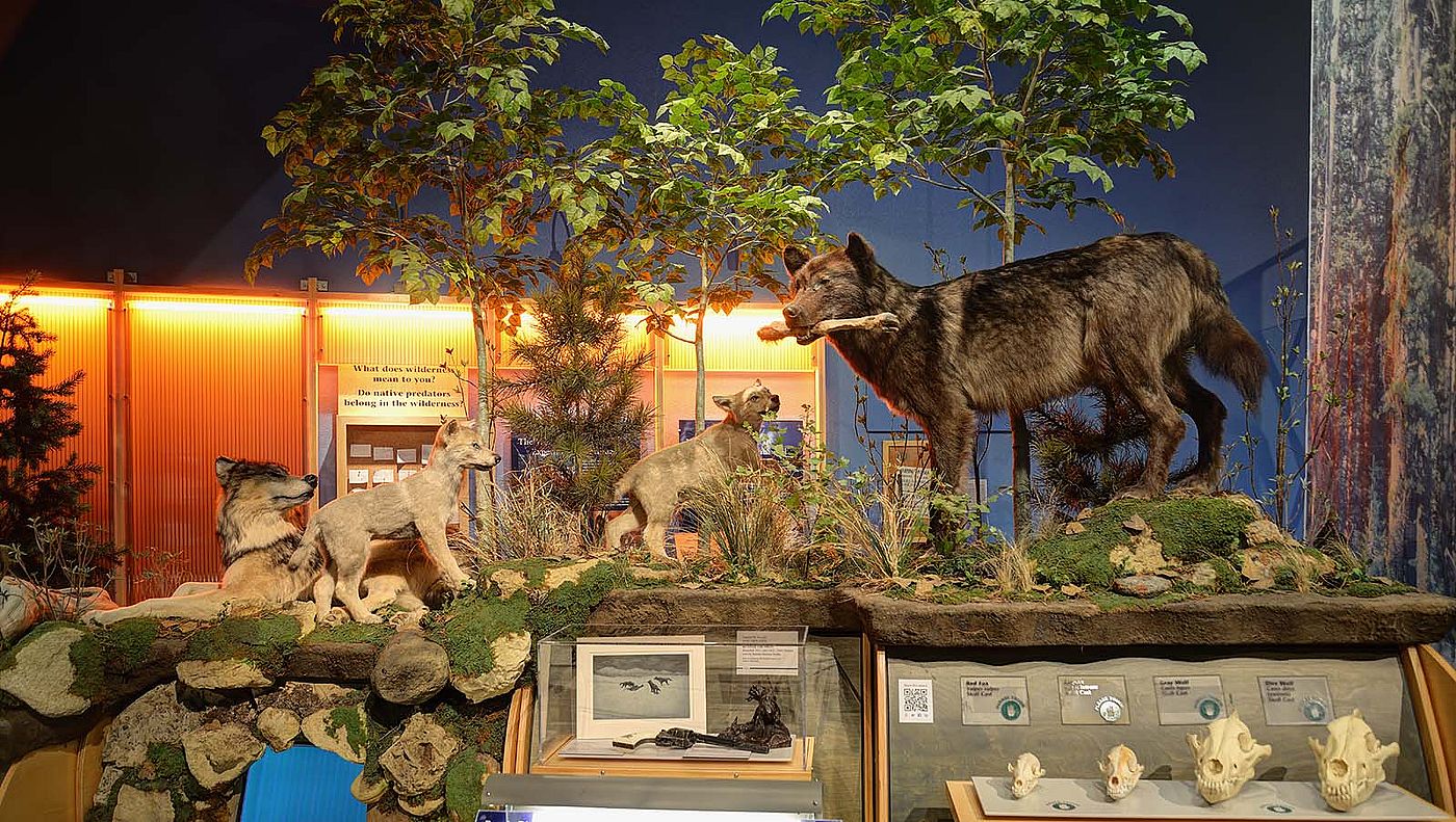 Draper, wolf exhibit