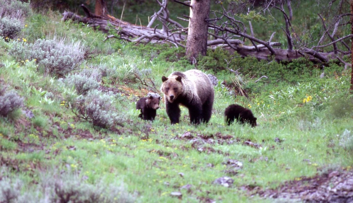 Bear 104 & cubs in the wild