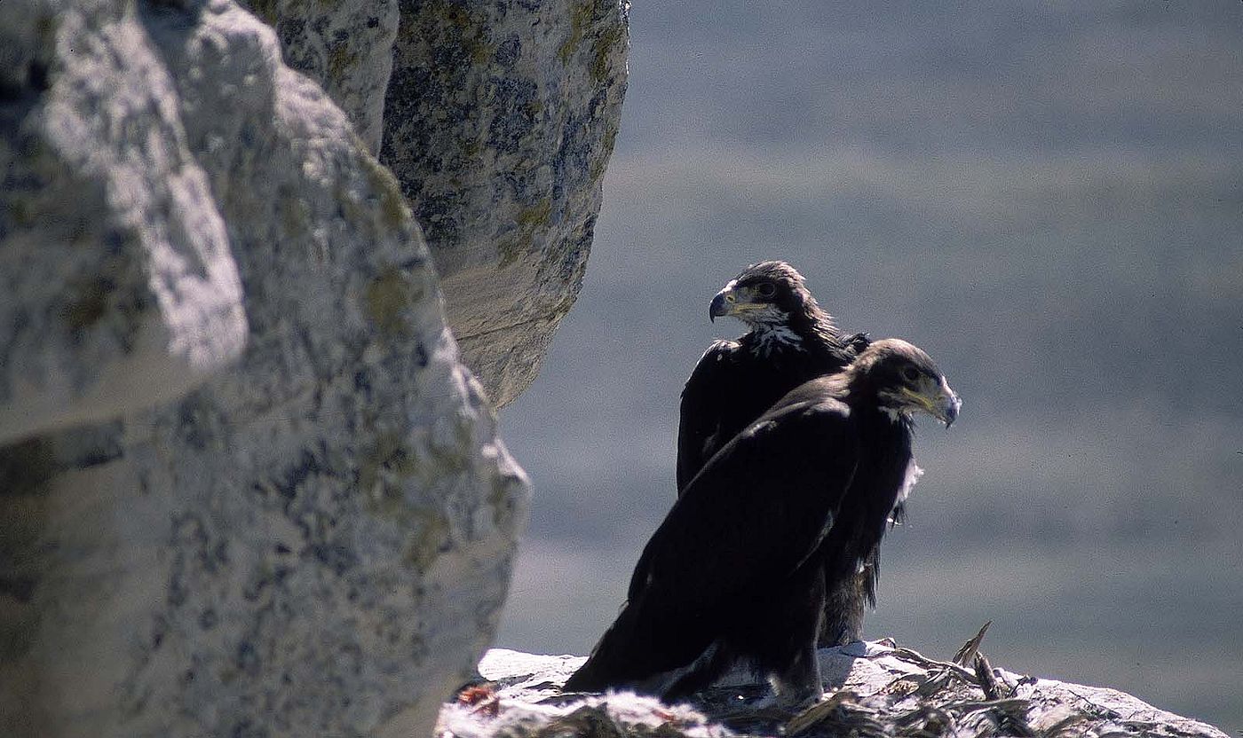 Color slide by Gabby Barrus. Two young golden eagles in cliffside nest. Gabby Barrus Slide Collection. Gift of the Barrus Family, Marj, Mick, Jim and Page Barrus. SL.301.16.39