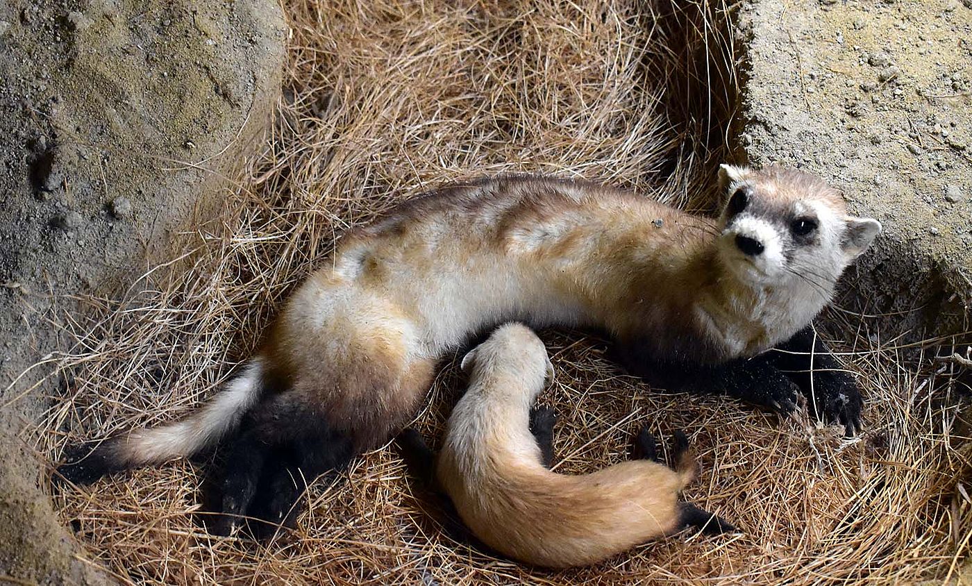 Black-footed ferret (Mustela nigripes) specimen. DRA.305.37