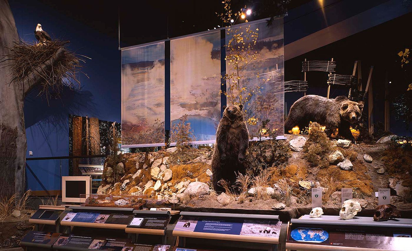 Grizzly bear exhibit, Draper Natural History Museum