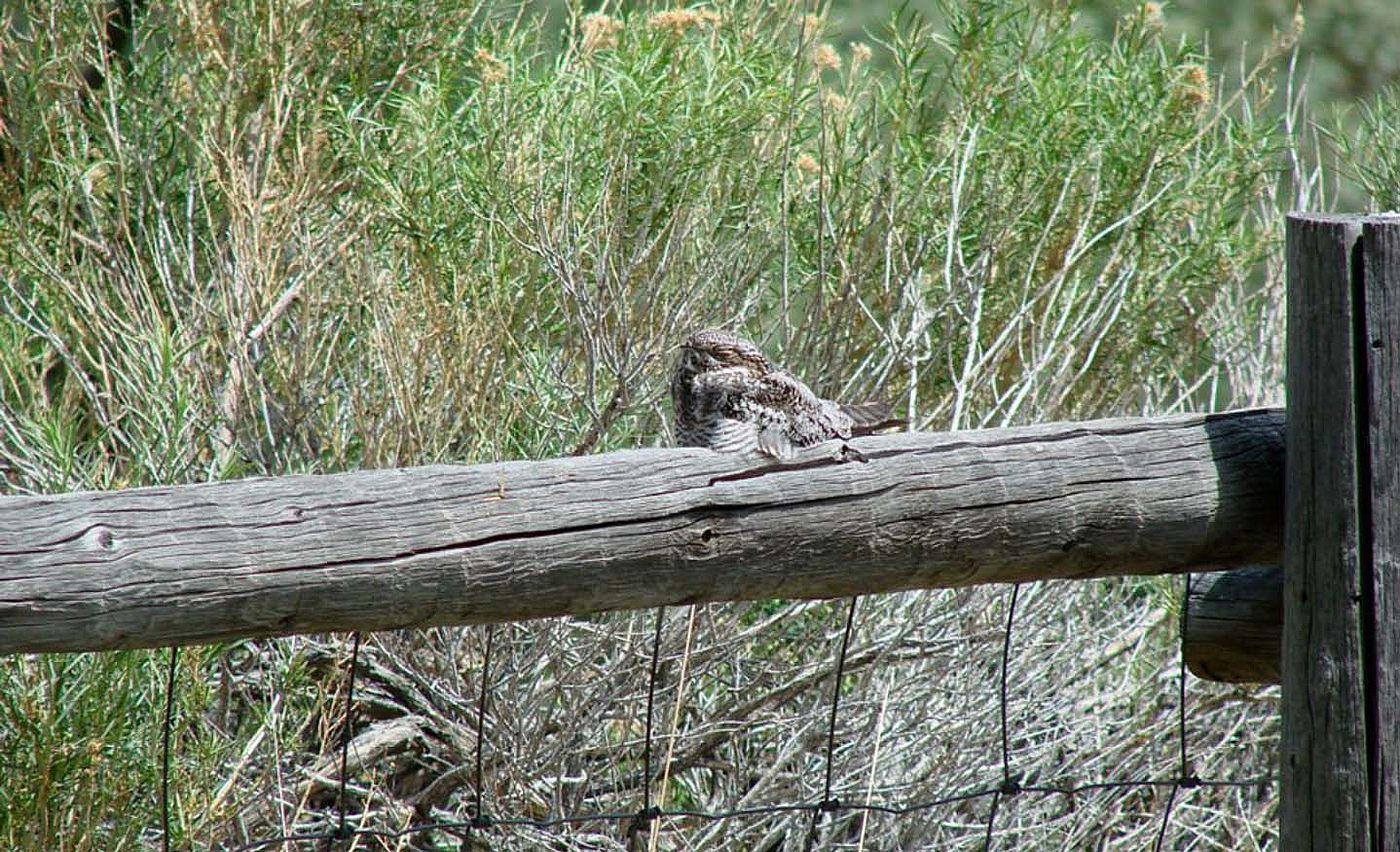 The coloring of the Common Nighthawk helps it blend in with its daytime roosting location.