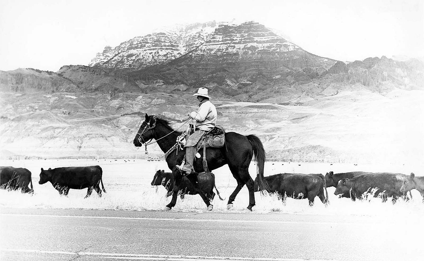 James Bama, Cowhand, Cattle Drive, Mooncrest Ranch, North Fork, Cody, WY. P.243.00507
