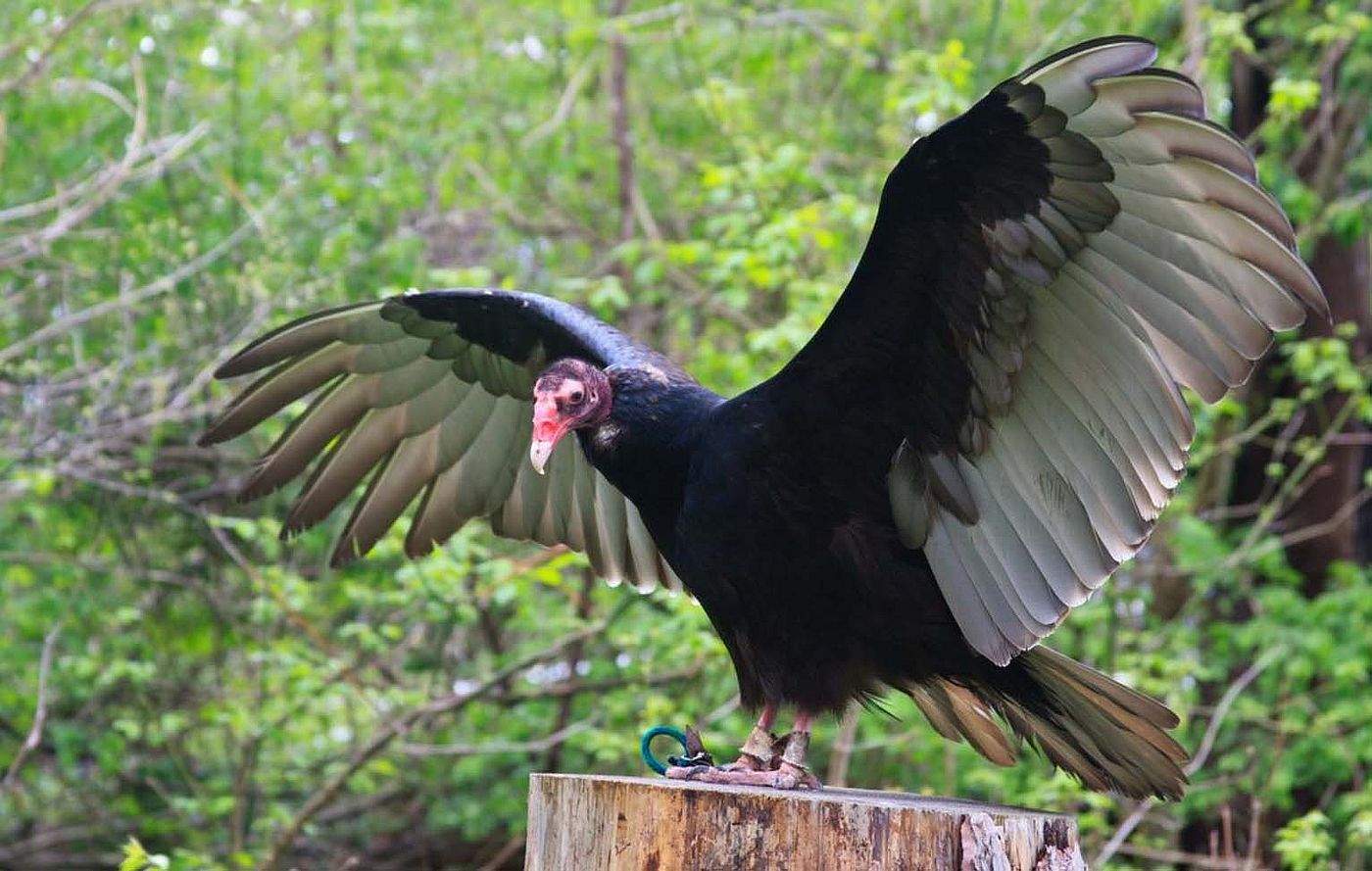 The silvery color on the underside of a Turkey Vulture’s wings creates a broad, trailing light colored edge to the wings.