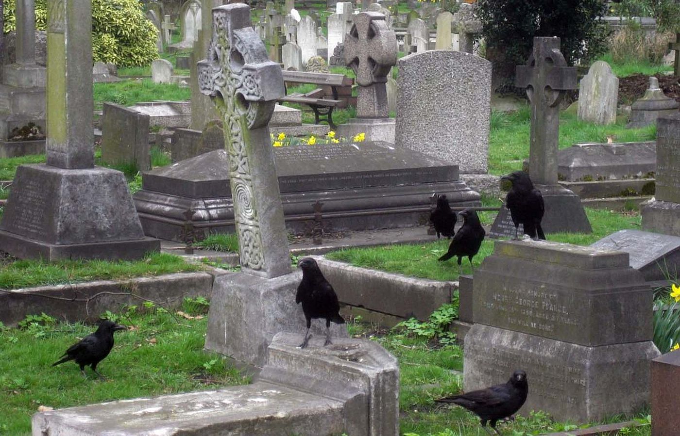 A group-or "murder"-of crows in a cemetery.