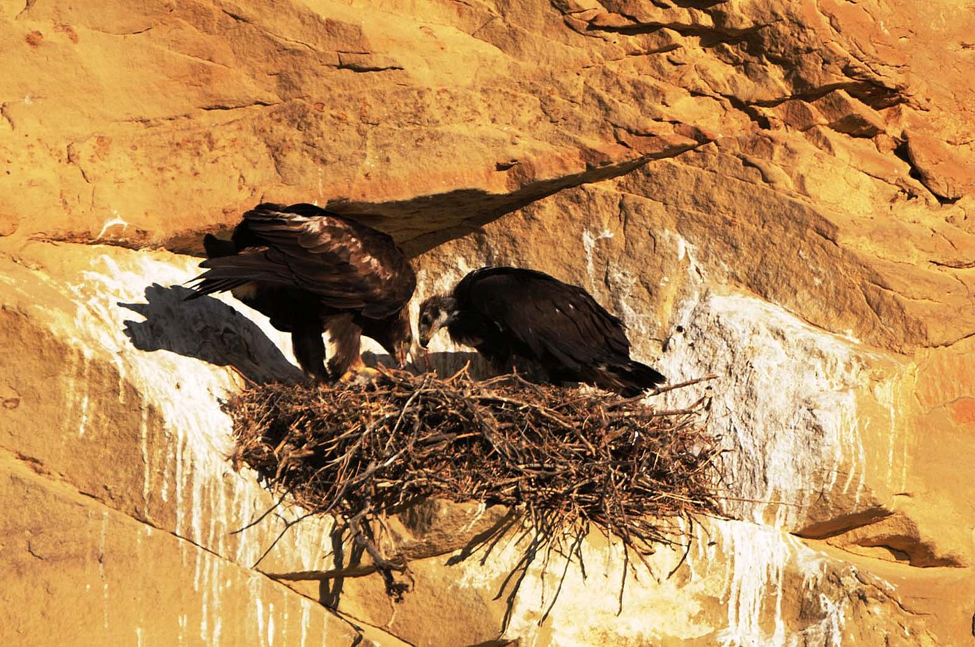 A golden eagle nestling has an urgent call for “food delivery” from its parents. Photo by Golden Eagle Posse member Richard Brady.