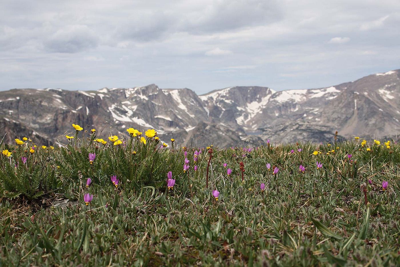 Alpine, Greater Yellowstone, July 2010. CR Preston photo.