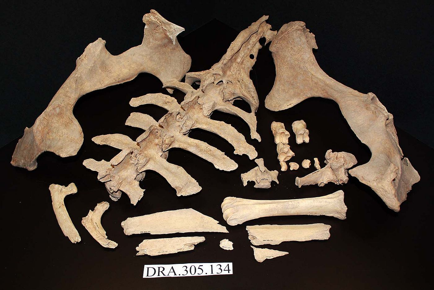 Partial bison skeleton. DRA.305.134