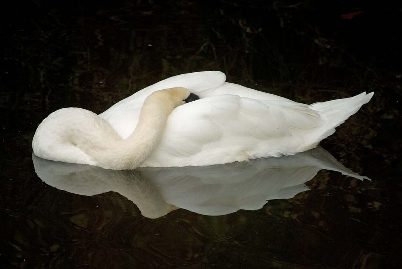 Swan Sleeping While Floating in a Pond