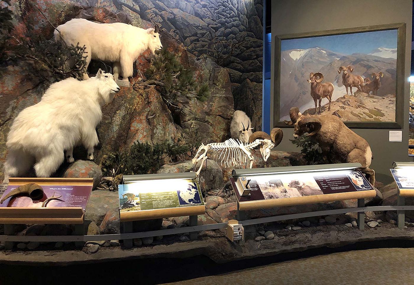 Rocky Mountain Bighorn Sheep. Scientific name: Ovis canadensis. Whole mount DRA.305.10; skeletal mount DRA.305.38