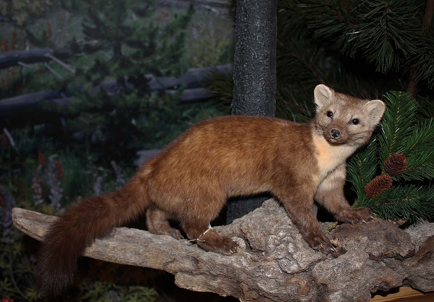 American marten (Martes americana) specimen. DRA.305.183