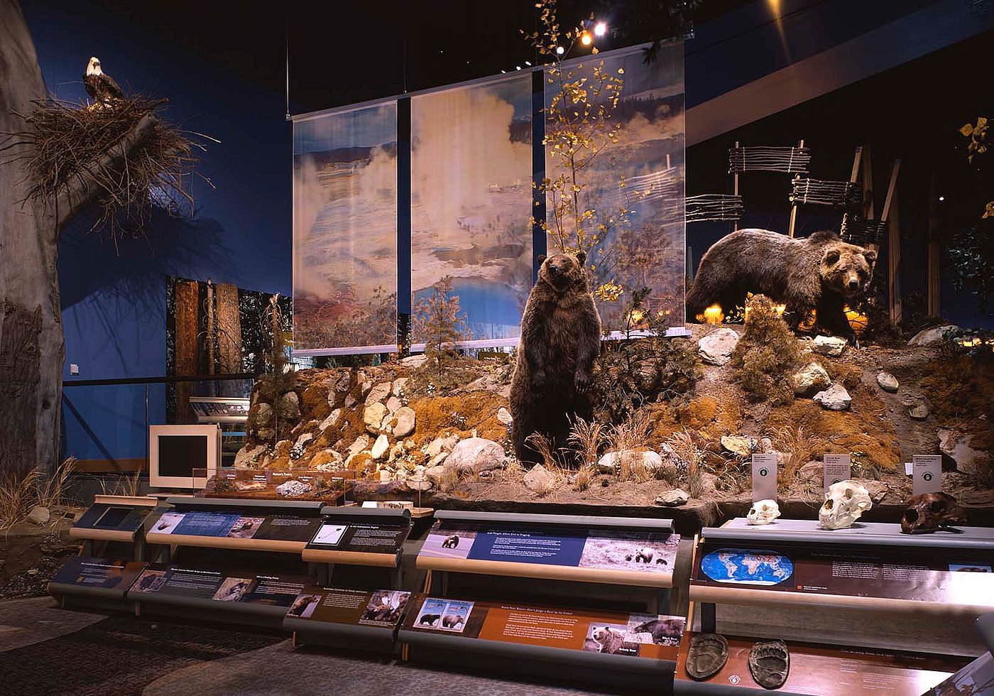 Grizzly bear exhibit, Draper Natural History Museum
